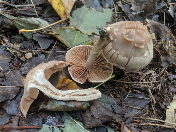 wild mushrooms