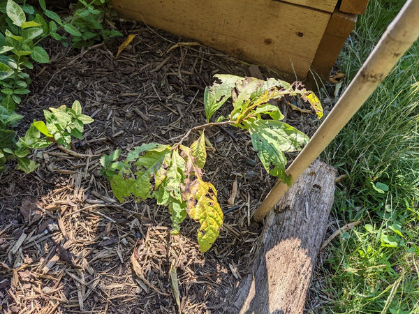 pawpaw seedling