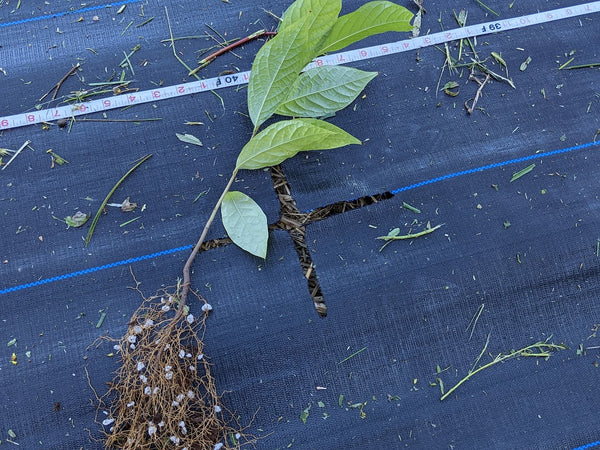 Bare root pawpaw seedling