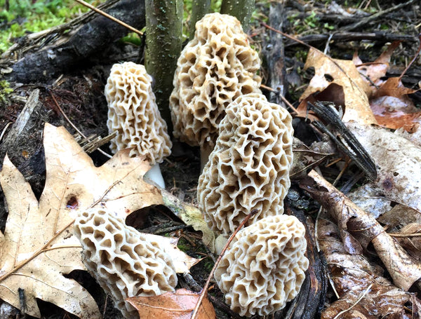  Groupe de morilles 