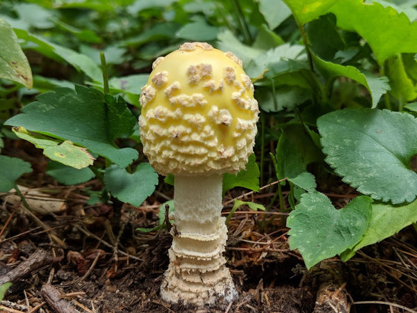 Amanita Muscaria var Guessowii 