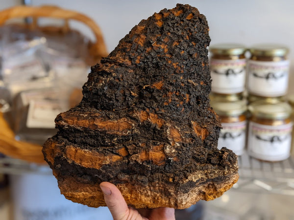 Chaga 