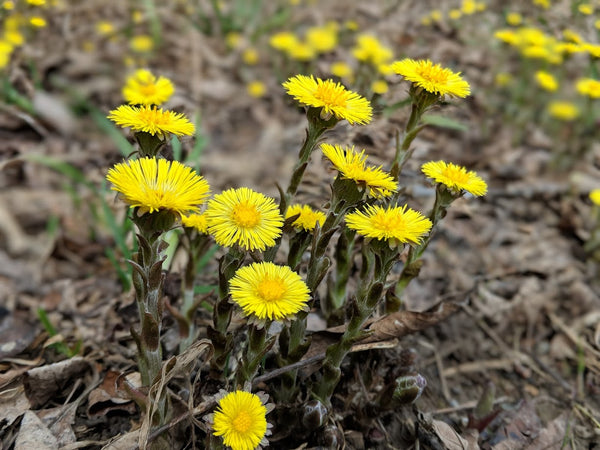 Coltsfoot