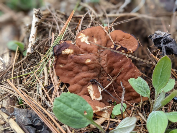 gyromitra brunnea