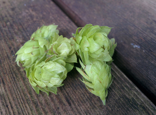 Wild Hops