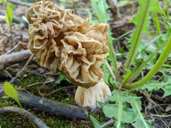 How to find morels - Forbes Wild Foods