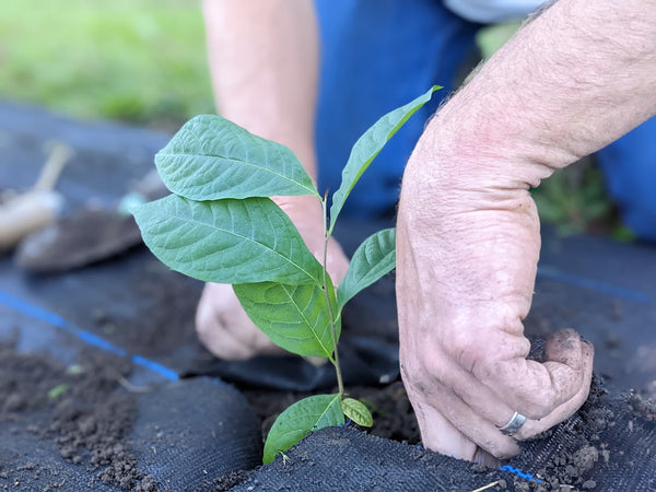 Planting Pawpaw