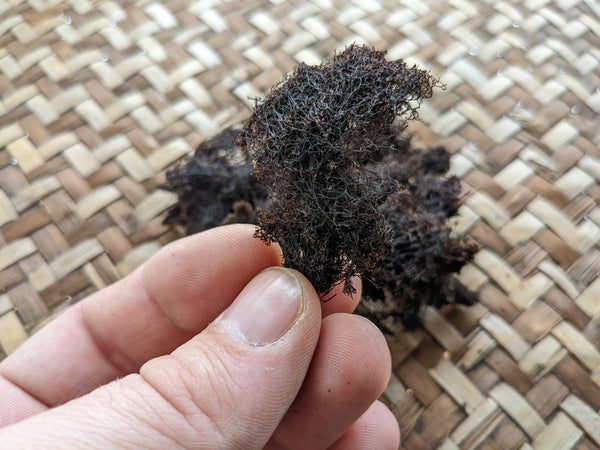 Sea Truffle