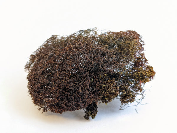 Polysiphonia lanosa - Sea Truffle