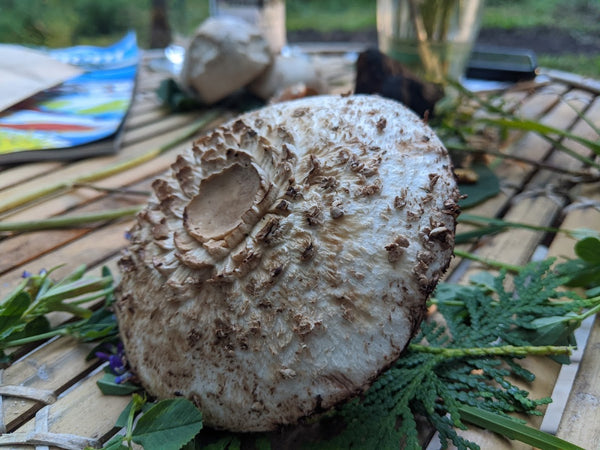 Chlorophyllum rhacodes - shaggy parasol