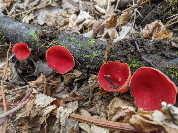 scarlet elf cup on tree branch