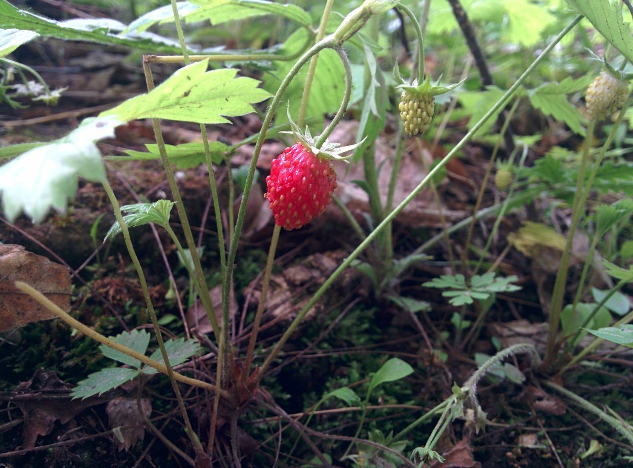 are strawberry poisonous to dogs