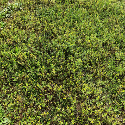 Pineapple Weed Fields