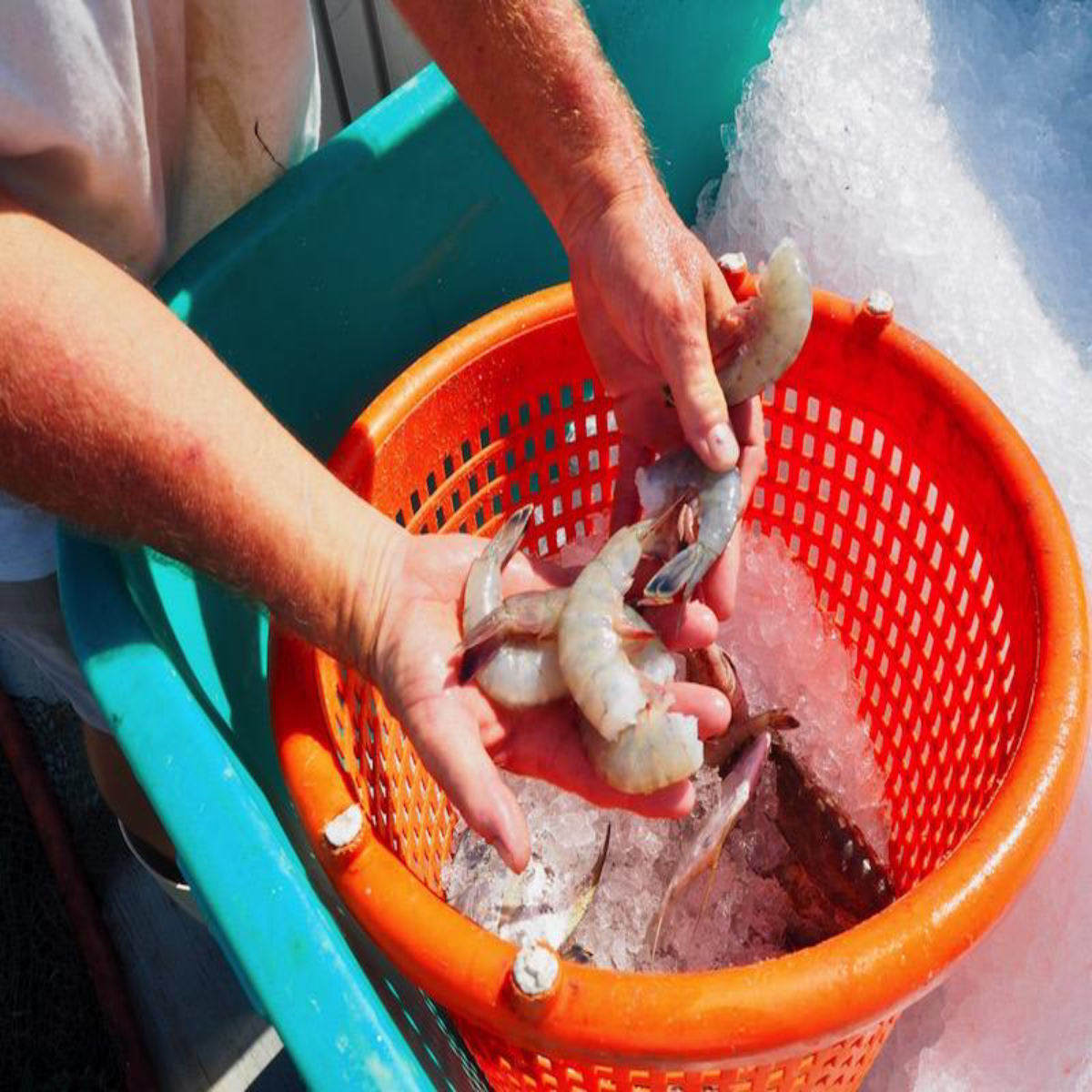 local shrimp for sale near me