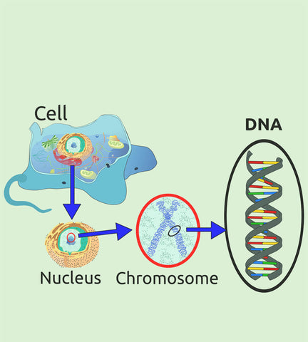 Cannabis DNA, Genetics, and Molecules Explained for Beginners – ILGM