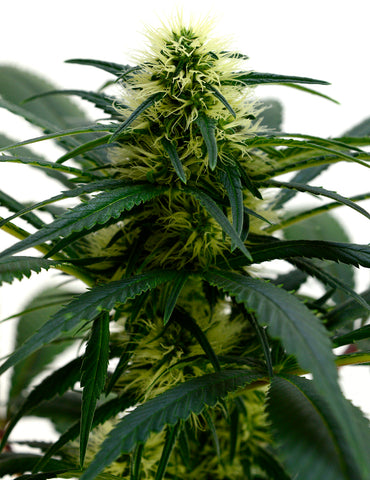 Week 5 marijuana buds