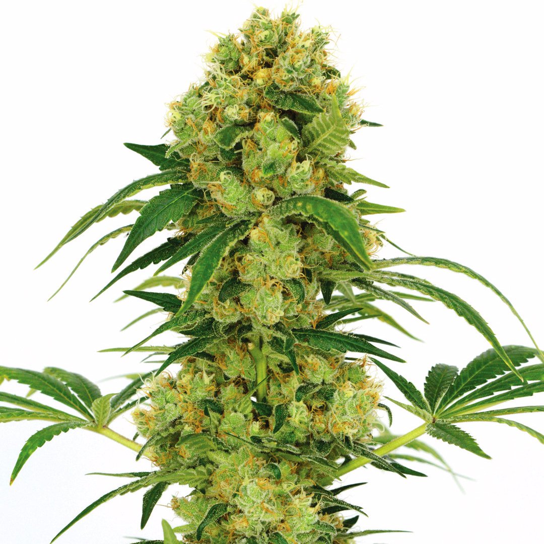 buy marijuana seedlings