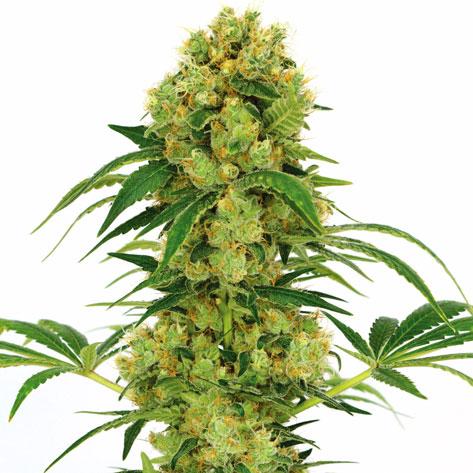 big-bud-marijuana-seeds_large.jpg