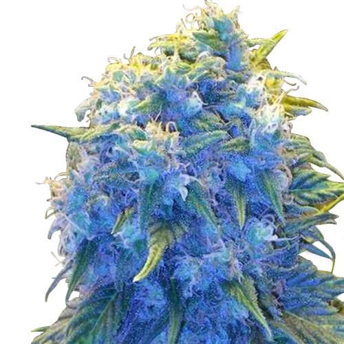 Blue Haze Seeds