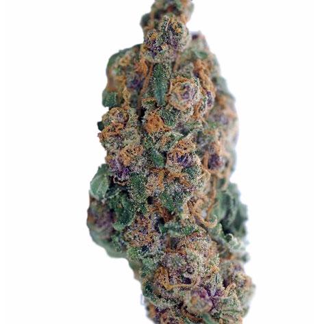 Blueberry (fem)