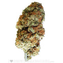 bubble gum strain sativa or indica