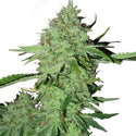 Crystal Marijuana Seeds - High THC Strain - Order Online | ILGM