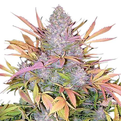 Strawberry Cough Feminized Seeds