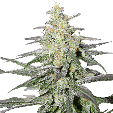 Super Silver Haze (fem)