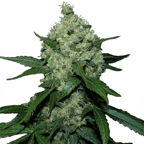 White Widow (fem)