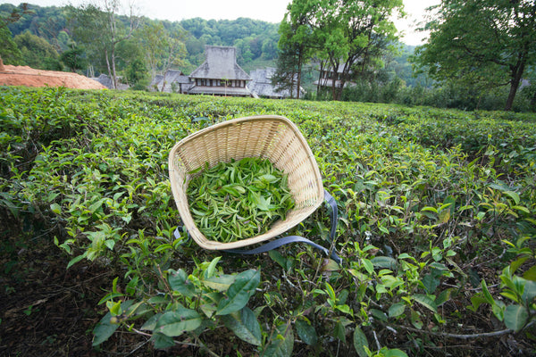 Harvesting Chinese black tea