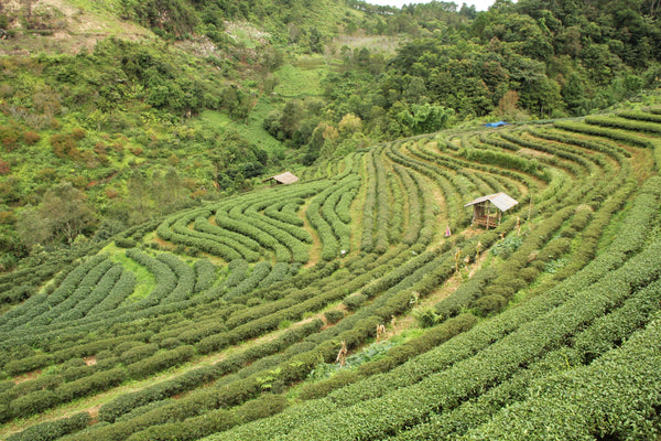 Yunnan plantation hills