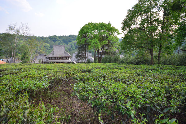 Yunnan tea farm