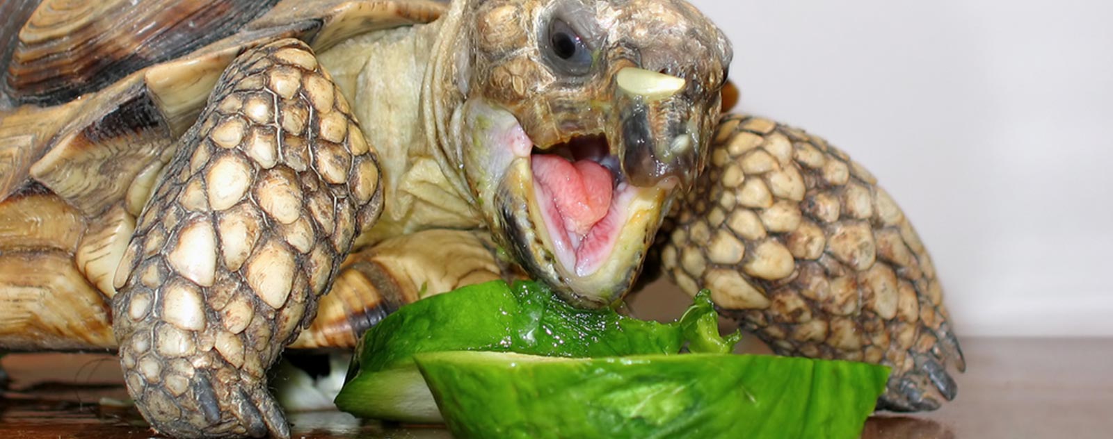 alimentation-tortue-de-terre