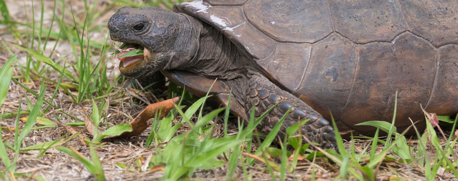 tortue-floride-captivite