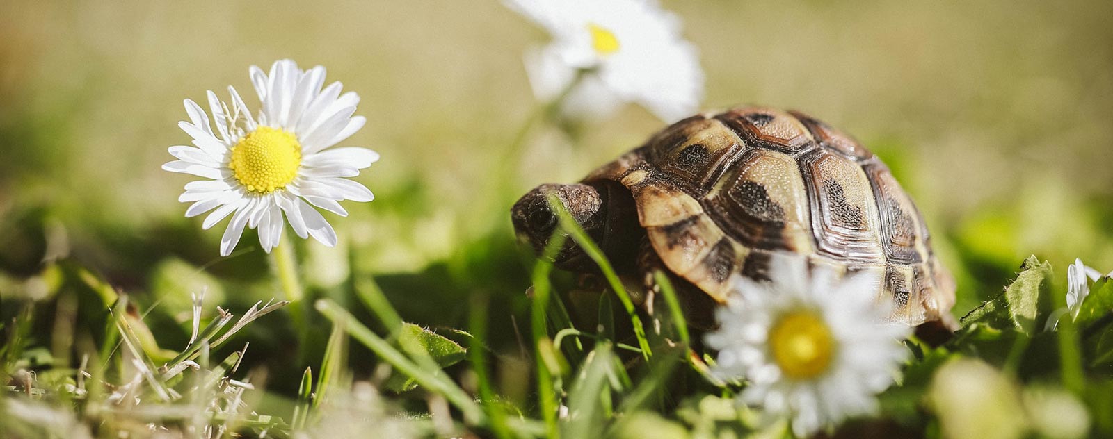 tortue-hermann