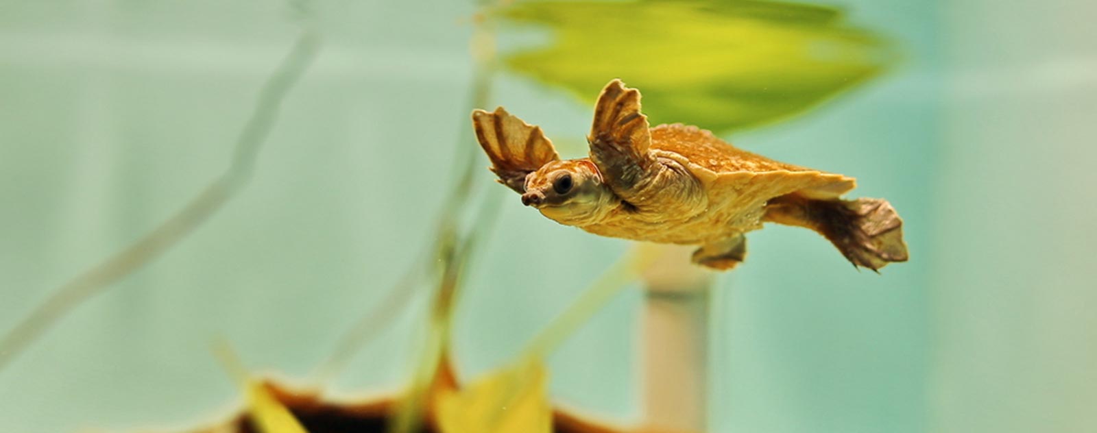 aquarium-tortue-eau-verte