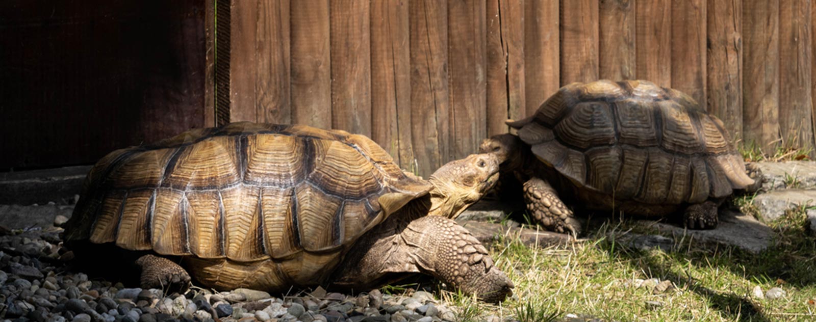 Comment construire un enclos pour tortue de terre - le minimum à