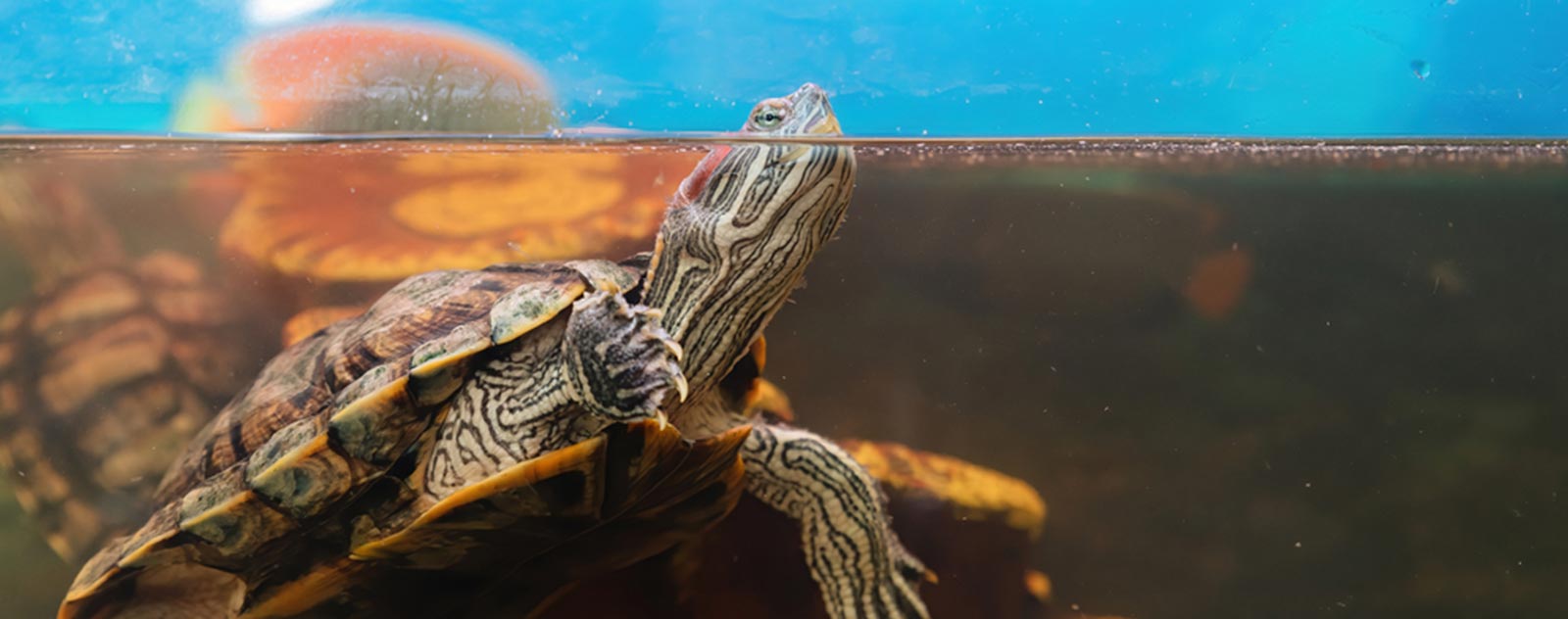 aquarium-tortue-eau-douce