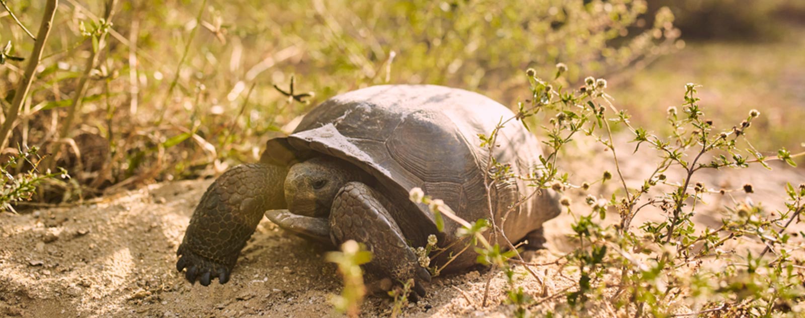 tortue-floride-nature