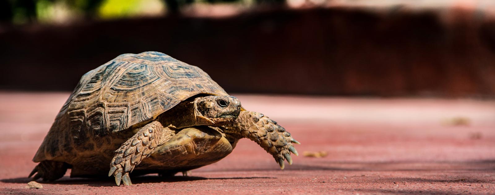 epanouissement-tortue-sans-carapace