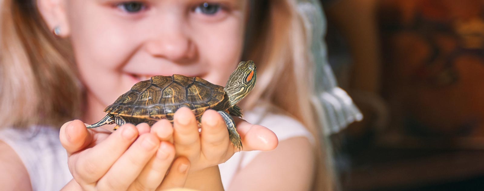 tortue-d-eau-hibernation