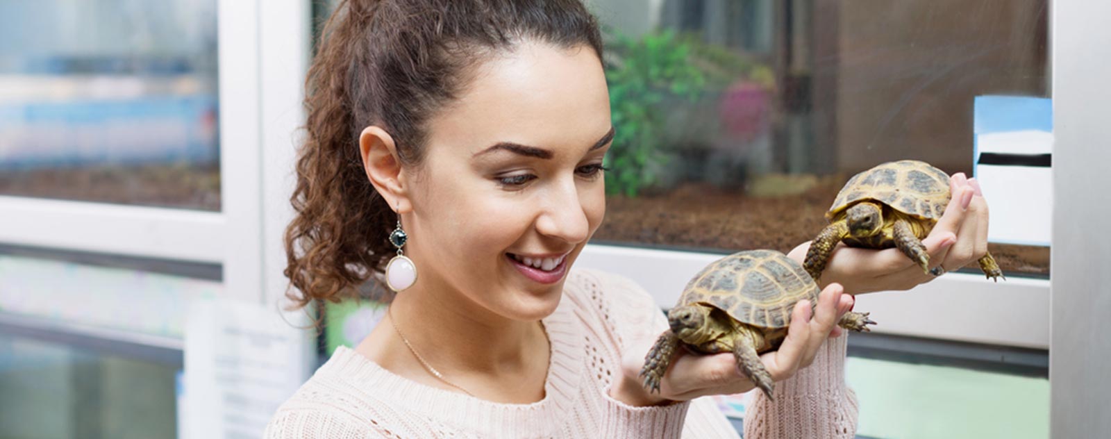 tortue-de-terre-mâles-aliment-juveniles