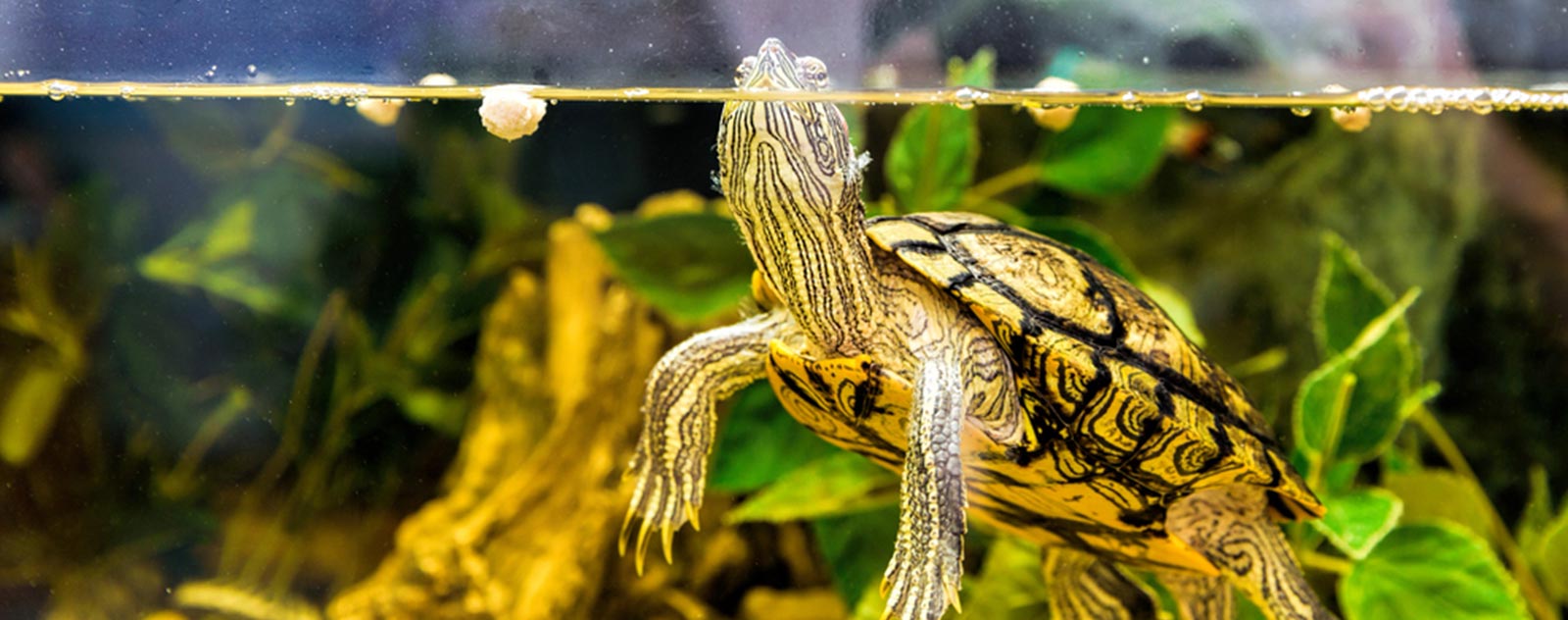aquarium-tortue-eau-terre