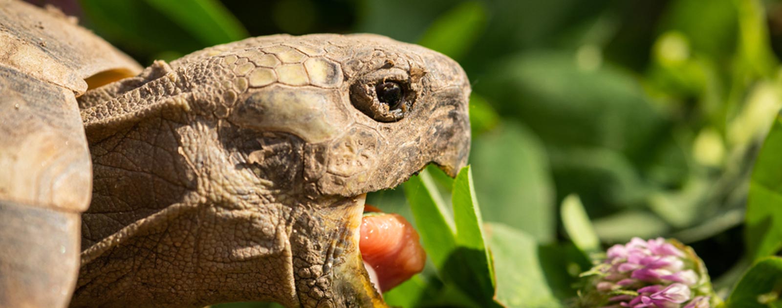 Qu'est-ce que mange la tortue de terre ?