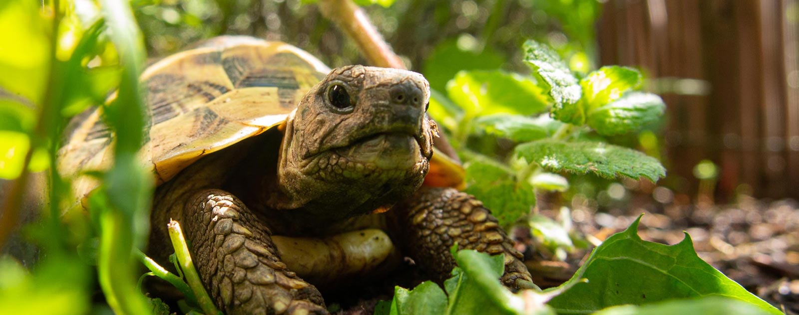 La carapace de la tortue est-elle résistante ? - Ça m'intéresse