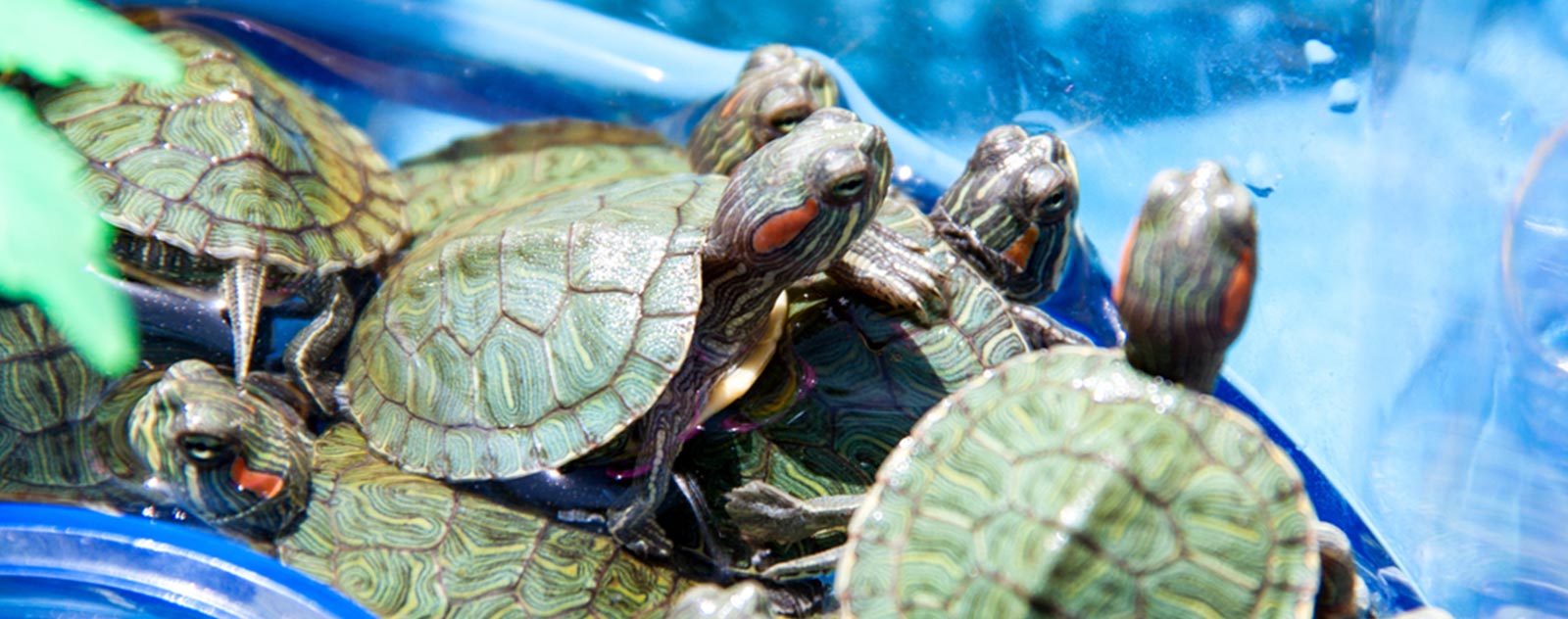 tortue-d-eau-prix