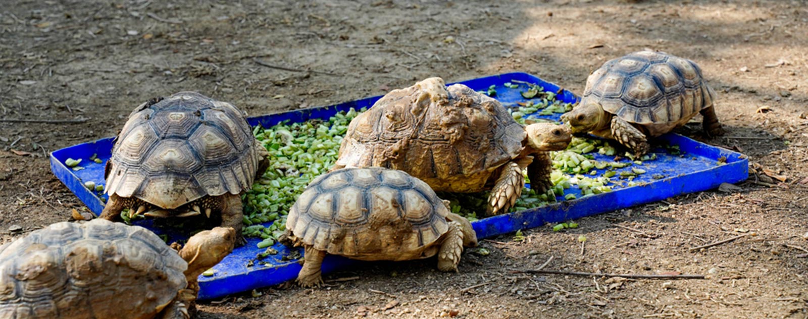 nourriture-tortue-de-terre