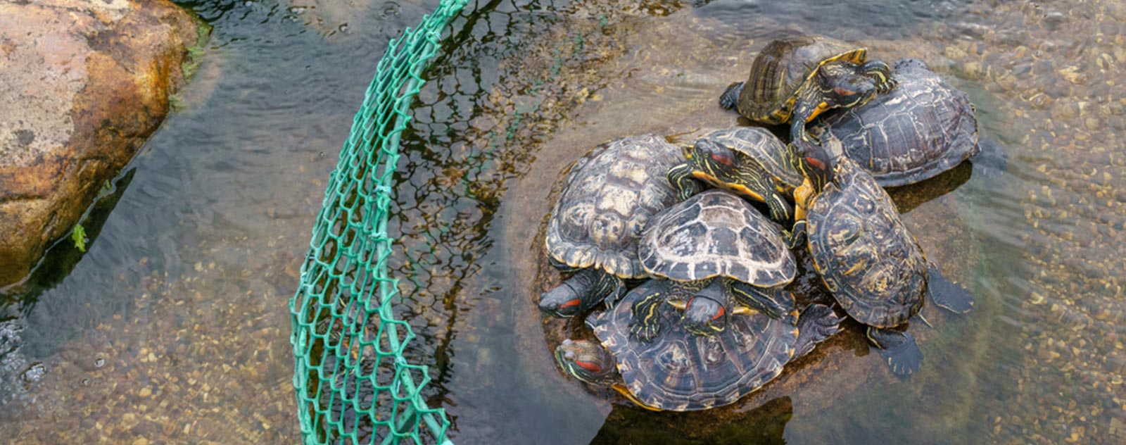 tortue-tortue-d-eau