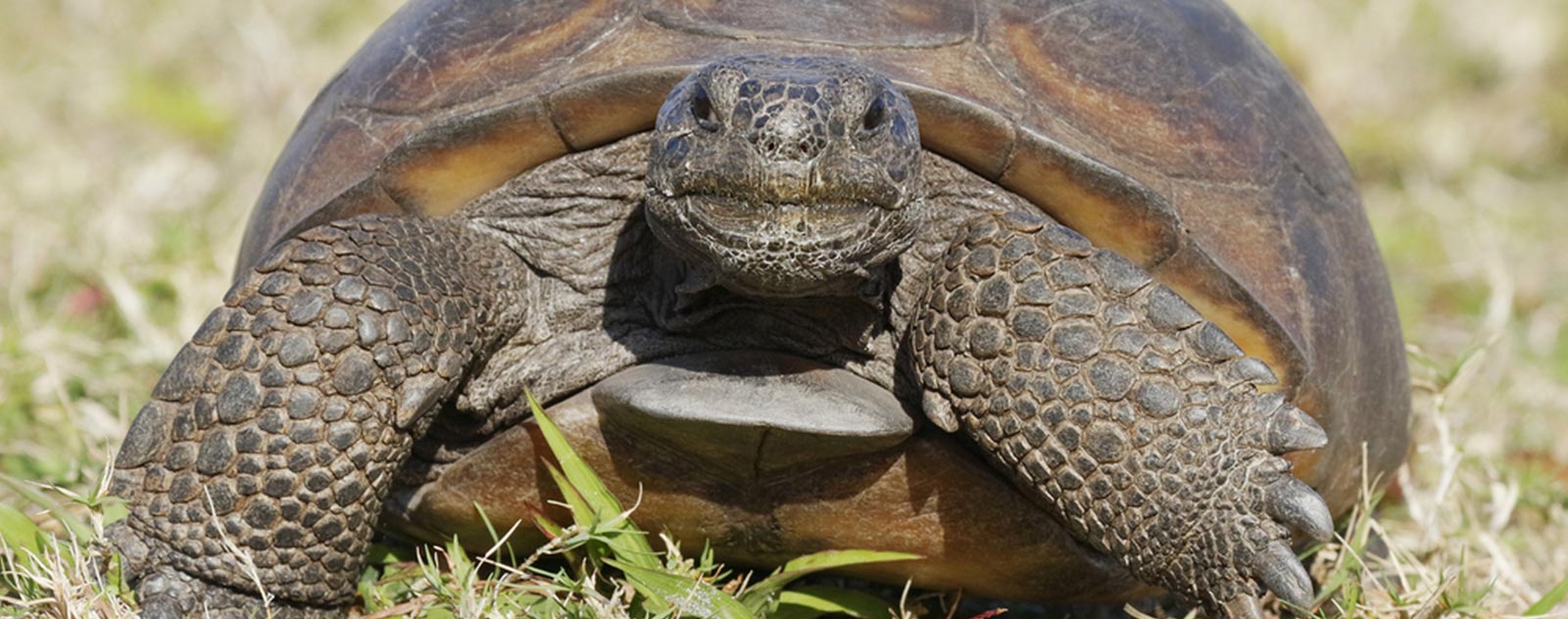 Tortue de Floride  Parc Animalier Sainte-Croix