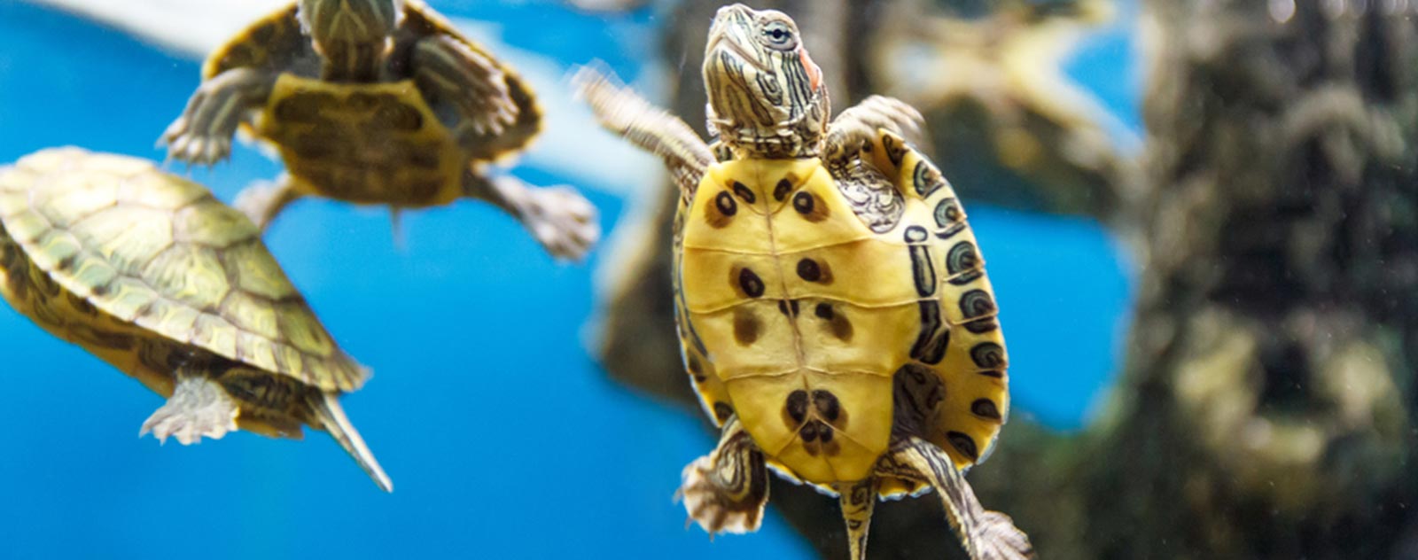 aquarium-tortue-pas-cher